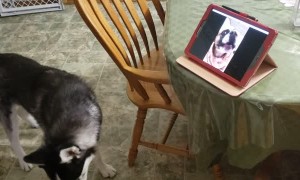 Doggy Best Friends Share a Video Call