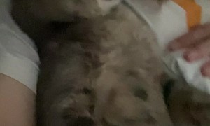 Odd Kitty Sleep Talks During Nap