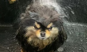 Dog Doesn't Care for Being Drenched