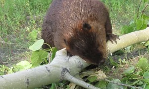 Beaver Chews through Thick Poplar Limb in 45 Seconds
