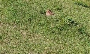 Baby Owl Gets a Helping Hand