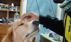 Handsome Golden Retriever Puppy Asks for More Cuddles