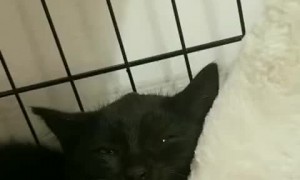 Hissy Kitten is Calmed by a Finger