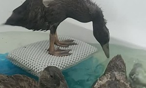 Happy Duck Surfs in the Tub