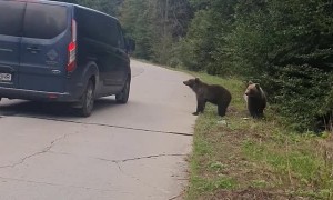 Bears Go to Vehicles for Food