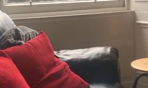 Seagull Listens to Suggestion