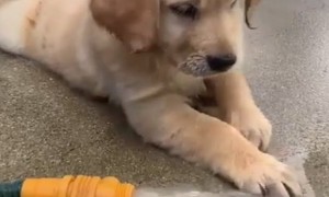 Puppy Adorably Fascinated By Spraying Water Hose