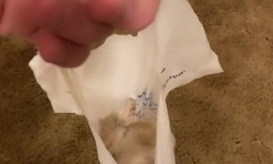 Kitten Loves Plastic Bags