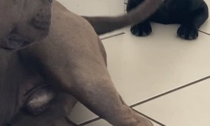 Puppy Thinks Tail is a Toy