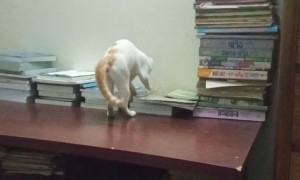 Kitty Somersaults Right off Table