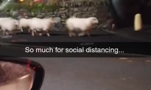 Flock of Sheep Crowdedly Cross Road