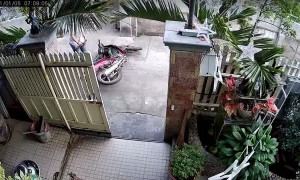 Dog Escapes as Man Tries to Move Moped Through Gate