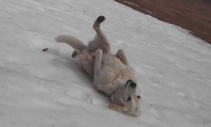 These Happy Dogs Love Sliding Down Snowy Hills