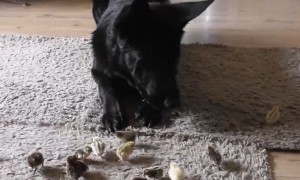 German Shepherd Puppy Looks After Tiny Newborn Chicks