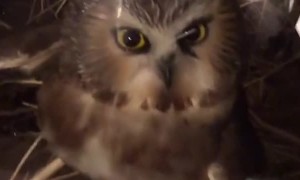 Trapped Owl Rescued and Released