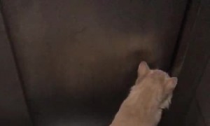 Clever Kitty Uses Lift and Then Lets Itself In