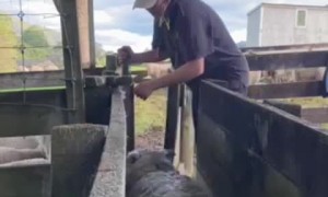 Gate Separates Lambs and Ewes Easily