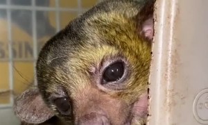 Comfy Kinkajou Is Very Vocal about the Cold