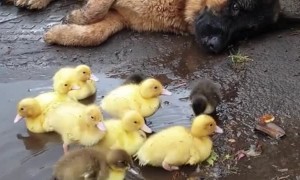 Doggy Loves Looking After Ducklings