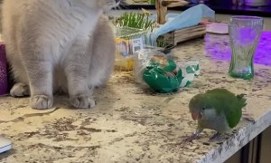 Bossy Bird Isn't Scared of Olaf the Cat