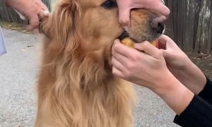 Golden Retriever Steals Apple and Refuses to Give it Back
