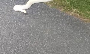 Snake Causes Scene on Street