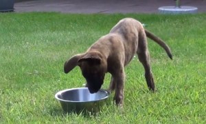 Puppy Tries To Figure Out Water Bowl And It's The Cutest Sight