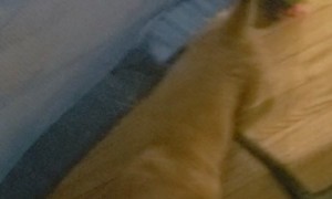 Labradoodle Puppy Rolling Soft Tent Puppy Playground