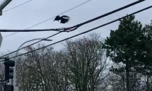 Clever Crow Spotted Playing With Bouncy Ball