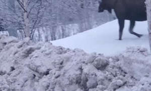 Moose Meander Along the Streets of Anchorage