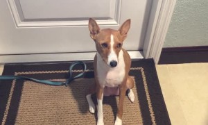 Talkative Basenji Lets Us Know What's On Her Mind