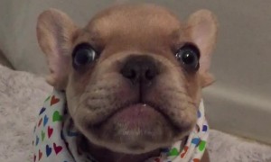 Puppy Tries Best To Say 