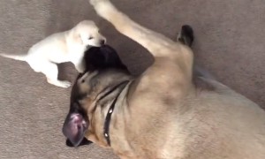 Giant English Mastiff Gently Plays With Tiny Puppy