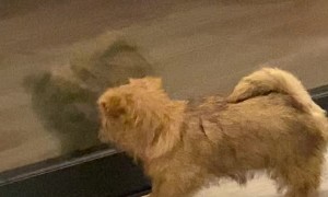 Puppy Tries to Play with Reflection in Window