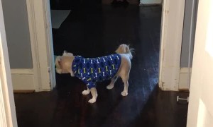 Speedy Cat Dizzies Dog