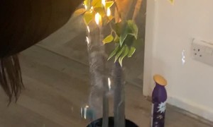 Fire Goes from Candle to Tree