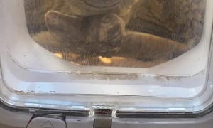 Hermes the Sulcata Tortoise Wants to Use New Cat Door