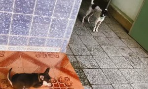 Dog Brings Back Pack to Deal With Scary Puppy