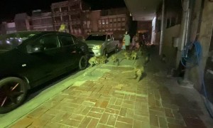 Army of Monkeys Flee from Fireworks