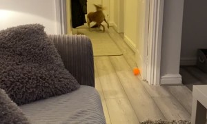 Speedy Dog Spills in Pursuit of Squeaky Toy