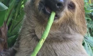Sleepy Sloth Can't Hold Onto Snack