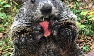 Groundhog Chomps Through Crispy Apple