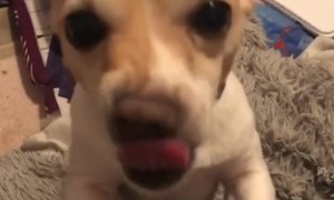 Small Dog Has a Beautiful Smile