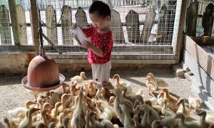 Two Year Old Feeds Ducklings