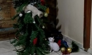 Cats Turn Christmas Tree Into Playground