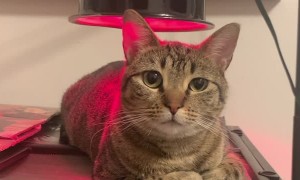 Cute Kitty Hogs Heat Lamp