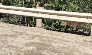 Lynx Goes Looking for Kitten After Being Separated