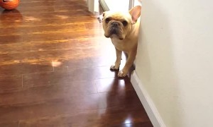 Puppy Can't Hide Guilt After Chewing The Pen