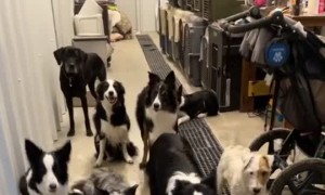 How to Show Someone You're into Dog Training Without Telling Them