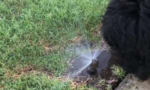 t’s wet dog Wednesday! I love when there are sprinklers going on my walkies!